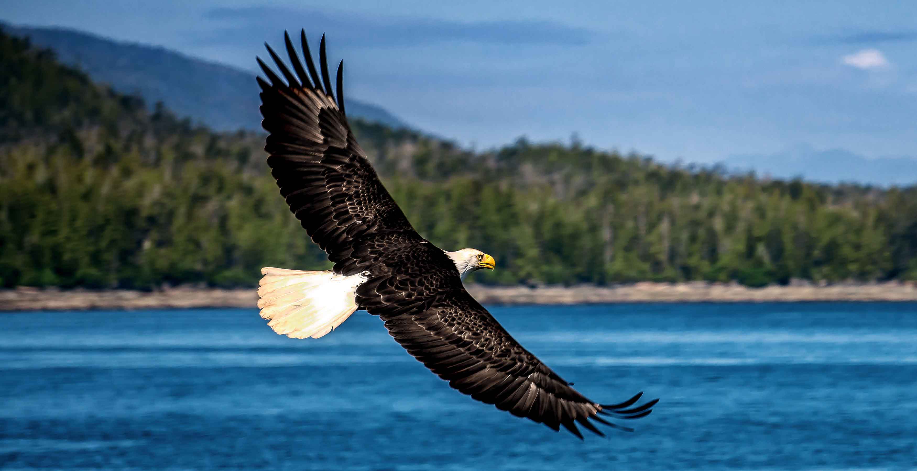 Bald eagle flying over forest and sea